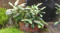 Bucephalandra Sekadau Green Wavy (1 Stück)