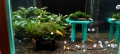 Bild 4 von Moos & Pflanzen Tisch