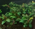 Bucephalandra lamandau Mini Red (1 Stück)