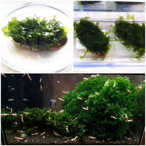 Lomariopsis-cf-Lineata---Swassertang-1-piece