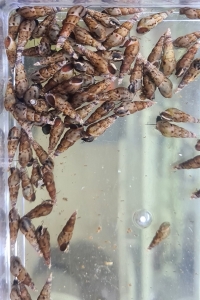 Malaiische-Turmdeckelschnecke