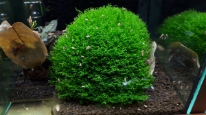 Riccardia-chamedryfolia---Korallenmoos-1-piece