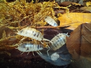Porcellio-laevis-Panda-