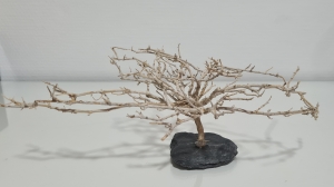 Nano-Bonsai-Garnelenbaum-auf-Schiefer