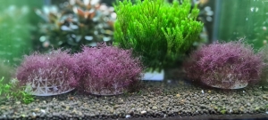 Calloglossa-cf-Beccarii---Red-MoosAlge-1-Stck