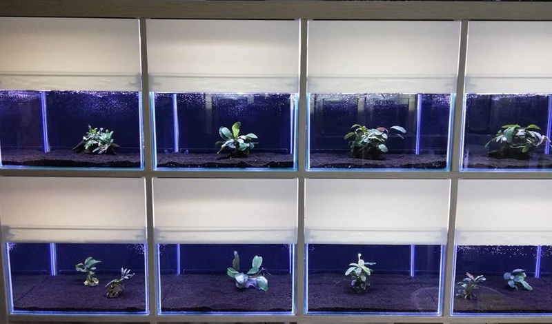 Bild 1 von Kallax20HMF  Aquarium komplett mit Filter und Abdeckscheiben