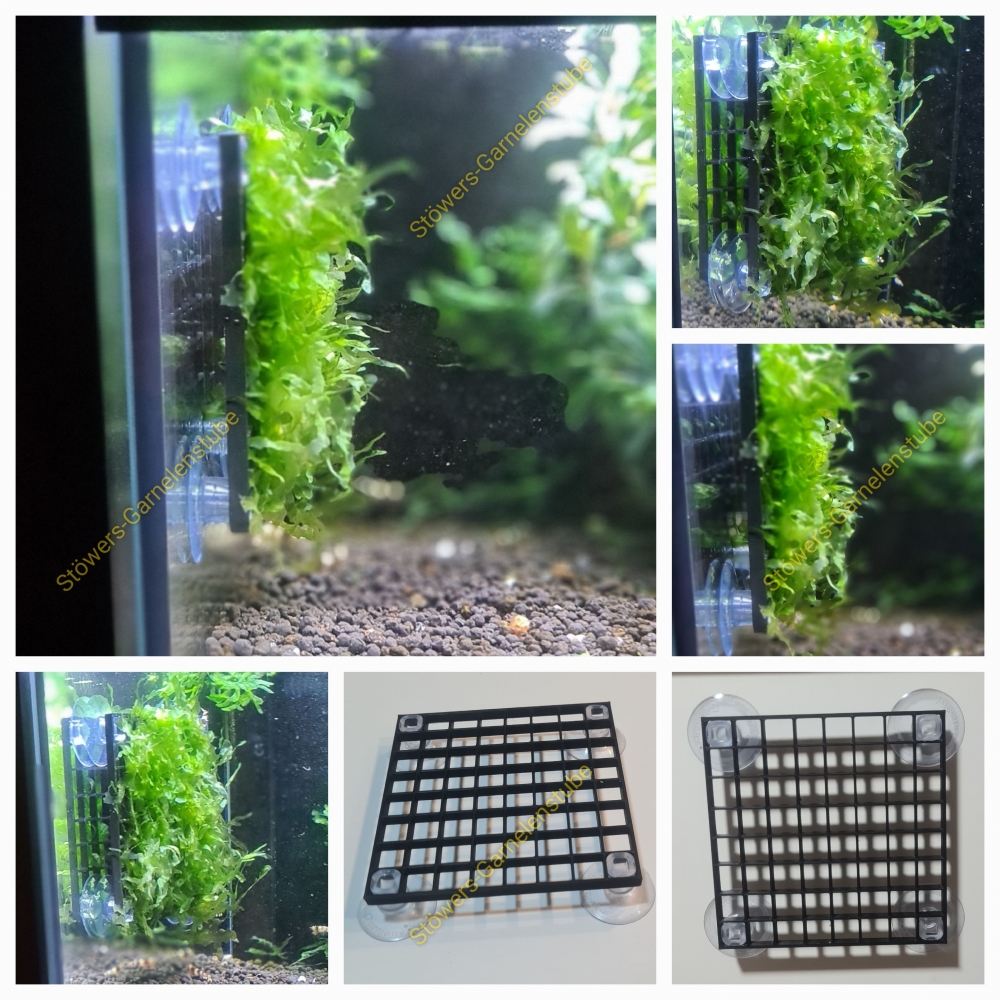 Bild 1 von Moosgitter Seiten/Rückwand  / (Moosgitter) Moosgitter Seiten/Rückwand transparent mit Süßwassertang schwarz 25x25