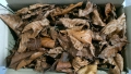 Bild 2 von Buchenlaub (Fagus sylvatica)   / () 40g