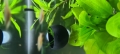 Bild 7 von Pflanzentopf-Plant Bowl