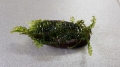 Bild 3 von Plagiochilaceae sp. Cameroon