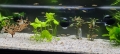 Bild 8 von Pflanzentopf-Plant Bowl