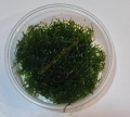 Bild 2 von Riccardia chamedryfolia - Korallenmoos  / () 50ml in Dose