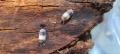 Bild 1 von Cubaris spec. “Panda King”  / () Zuchtansatz 12 Tiere