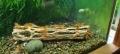Bild 6 von Vukaholz - Cholla Wood