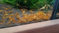 Bild 2 von Tangerine  Tiger  DNZ