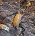 Porcellio laevis “Orange”