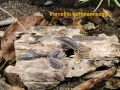 Bild 2 von Porcellio hoffmannseggi   / () Zuchtansatz 12 Asseln