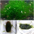Distichophyllum Maibarae (1 piece)