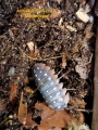 Armadillidium klugii “Montenegro”