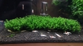 Distichophyllum sp. auf Edelstahlgitter (1 piece)