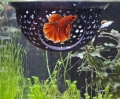 Bild 1 von Betta Dome  / (Betta Dome) Rot