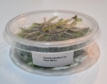 Bild 1 von Distichophyllum sp. Rare Moos  / () 50ml in Dose