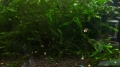 Fontinalis antipyretica Gigantea (1 piece)