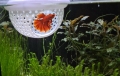 Bild 2 von Betta Dome  / (Betta Dome) Rot