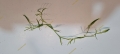 Bild 5 von Nixkraut Najas guadalupensis