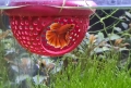 Bild 3 von Betta Dome  / (Betta Dome) Rot