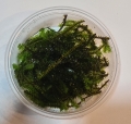 Bild 2 von Distichophyllum sp. Rare Moos  / () 50ml in Dose