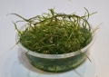 Bild 3 von Nixkraut Najas guadalupensis