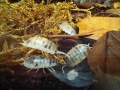 Porcellio laevis Panda  