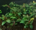 Bild 1 von Bucephalandra lamandau Mini Red