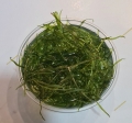 Bild 2 von Nixkraut Najas guadalupensis