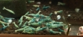 Bild 3 von Taiwan Bee - Blue Bolt DNZ