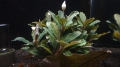 Bucephalandra Brownie Helena (1 piece)
