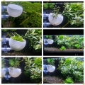 Bild 2 von Pflanzentopf-Plant Bowl  / (Pflazentopf) transparent