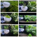 Bild 3 von Pflanzentopf-Plant Bowl  / (Pflazentopf) transparent mit Einlegegitter