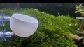 Bild 2 von Pflanzentopf-Plant Bowl  / (Pflazentopf) transparent mit Einlegegitter