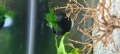 Bild 6 von Pflanzentopf-Plant Bowl