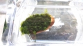 Bild 2 von Fissidens spec. mini