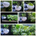 Bild 4 von Pflanzentopf-Plant Bowl  / (Pflazentopf) transparent mit Einlegegitter