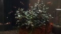 Bild 1 von Bucephalandra Mini Coin